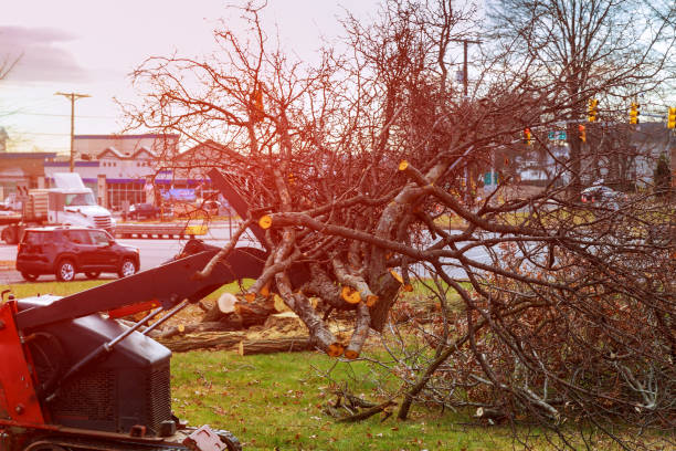 Best Tree Removal  in USA